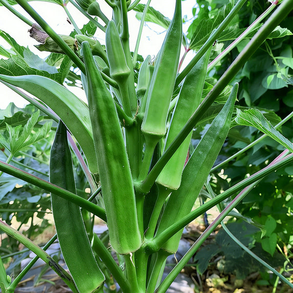 Lianglv No.2 Okra Seeds, 10g