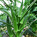 Lianglv No.2 Okra Seeds, 10g