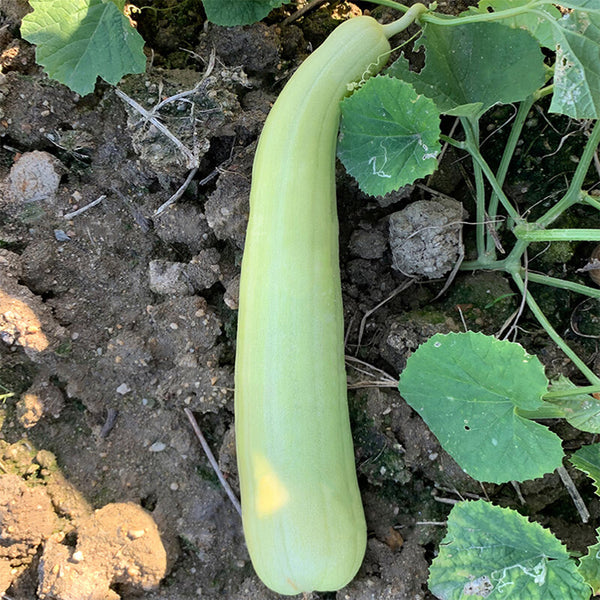 Yangchun White Melon Seeds, 50 Seeds