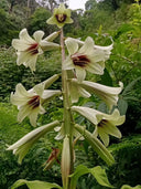 Cardiocrinum giganteum var. yunnanense