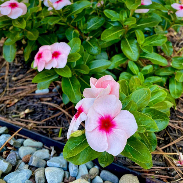 Pink Madagascar Periwinkle Seeds, 100 Seeds