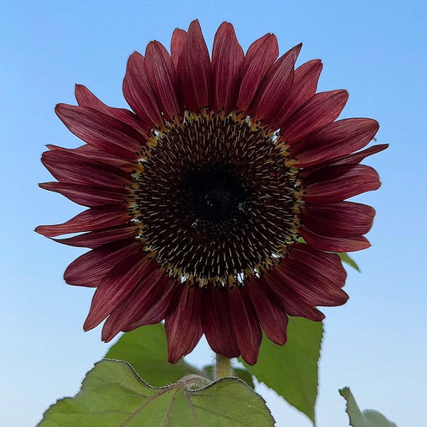 HEL25 Sunflower, 100 Seeds