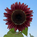 HEL25 Sunflower, 100 Seeds