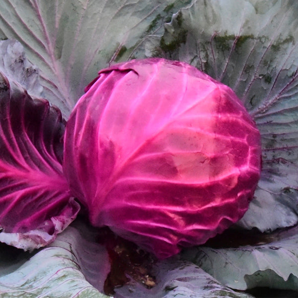 Violet Cabbage Seeds, 5 × 200-seed Bags