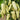 Baifumei White Chili Pepper Seeds, 15 Seeds