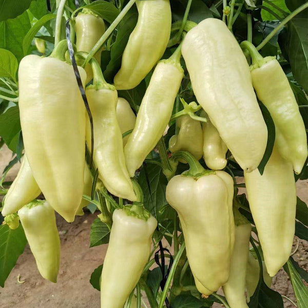 Baifumei White Chili Pepper Seeds, 15 Seeds