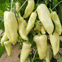 Baifumei White Chili Pepper Seeds, 15 Seeds