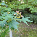 Shallow Lobed Green Leaf Japanese Maple, 100 Seeds