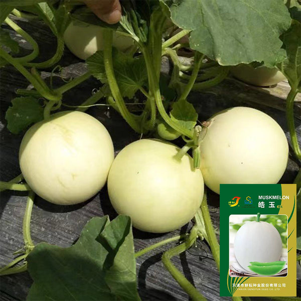 Haoyu Sweet Melon Seeds, 100 Seeds