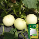 Haoyu Sweet Melon Seeds, 100 Seeds