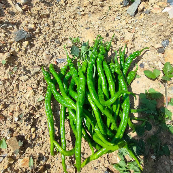 Spiral Spicy Line Pepper Seeds, 0.5g