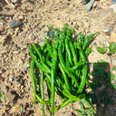 Spiral Spicy Line Pepper Seeds, 0.5g