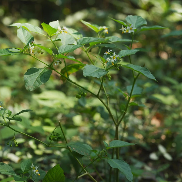 Black Nightshade, 500 Seeds