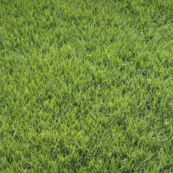 Festuca arundinacea 'Rebel V BT' Seeds, 200g