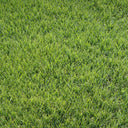 Festuca arundinacea 'Rebel V BT' Seeds, 200g