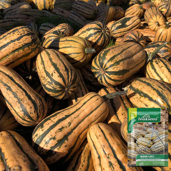Honey Boat Squash, 5-10 Seeds