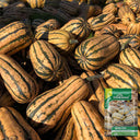 Honey Boat Squash, 5-10 Seeds
