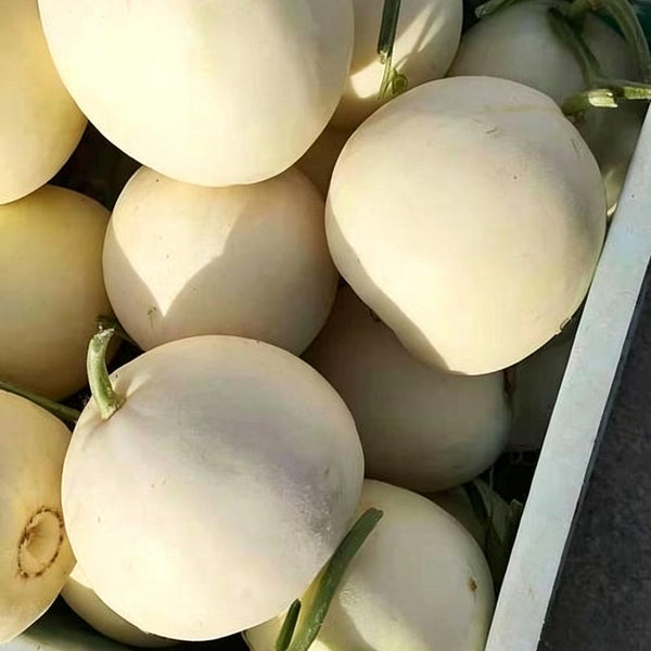 Shengyu No.1 F1 Melon, 200 Seeds
