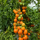 653 Zlatava Tomato, 5 Seeds