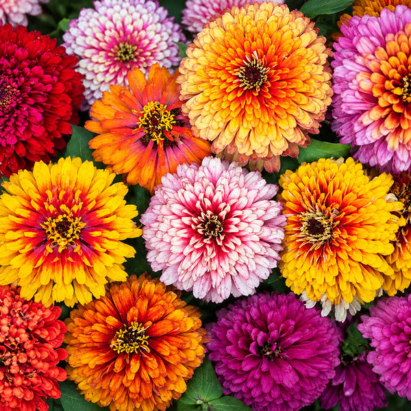 W1353 Candy Stripe Zinnia Mix, 100 Seeds