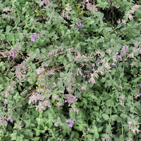 Fragrant Mint (Nepeta × faassenii) Seeds, 100 Seeds