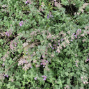 Fragrant Mint (Nepeta × faassenii) Seeds, 100 Seeds