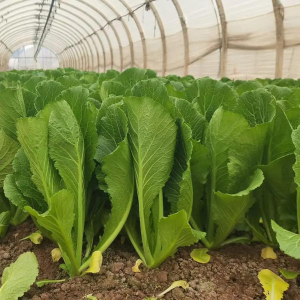 Dwarf Sweet Spring Choi Seeds, 20g