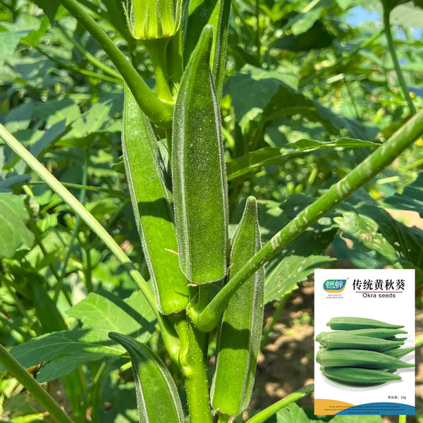 Traditional Okra Seeds, 10g