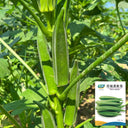 Traditional Okra Seeds, 10g