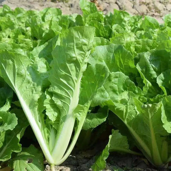 Creamy Baby Bok Choy Seeds, 5 × 5g Bags