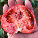 U2610 Pink Beauty Tomato, 20 Seeds
