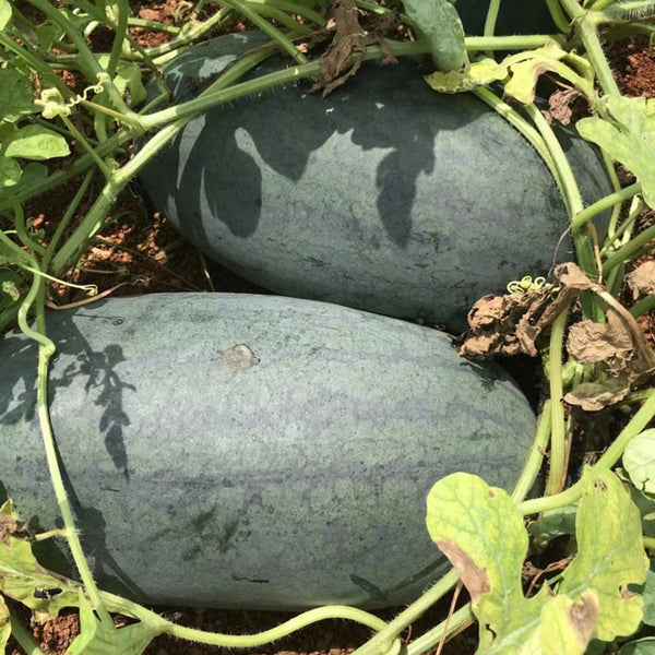 'Midnight Emperor' Black Beauty Watermelon Seeds, 10 Seeds