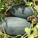 'Midnight Emperor' Black Beauty Watermelon Seeds, 10 Seeds