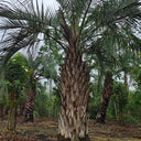 Jelly Palm Seeds, 25 Seeds