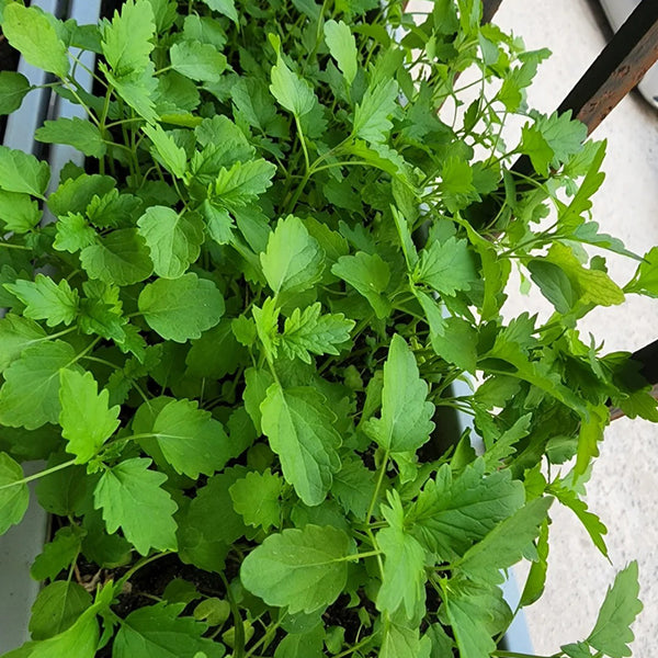 'Jiemei' Improved Motherwort Seeds, 10g