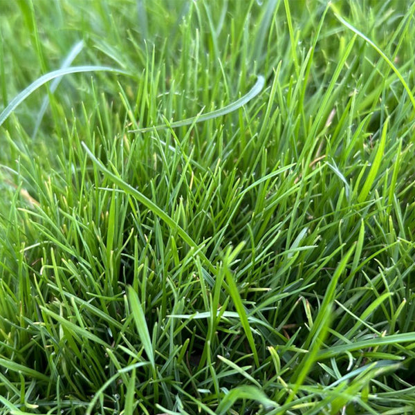 Poa pratensis 'Fargo BT' Seeds, 200g