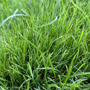 Poa pratensis 'Fargo BT' Seeds, 200g