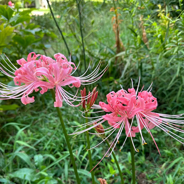 Hubei Pink Lycoris, 1 Bulb