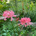Hubei Pink Lycoris, 1 Bulb
