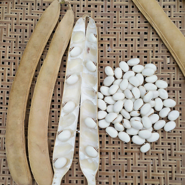 Jack Bean, 50 Seeds