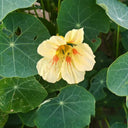 Sunburst' Yellow Nasturtium Seeds, 50 Seeds