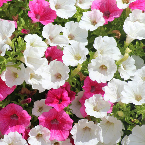 Petunia, 500 Seeds