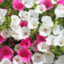 Petunia, 500 Seeds