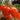 838 Trans-Ili Alatau Red Tomato, 5 Seeds