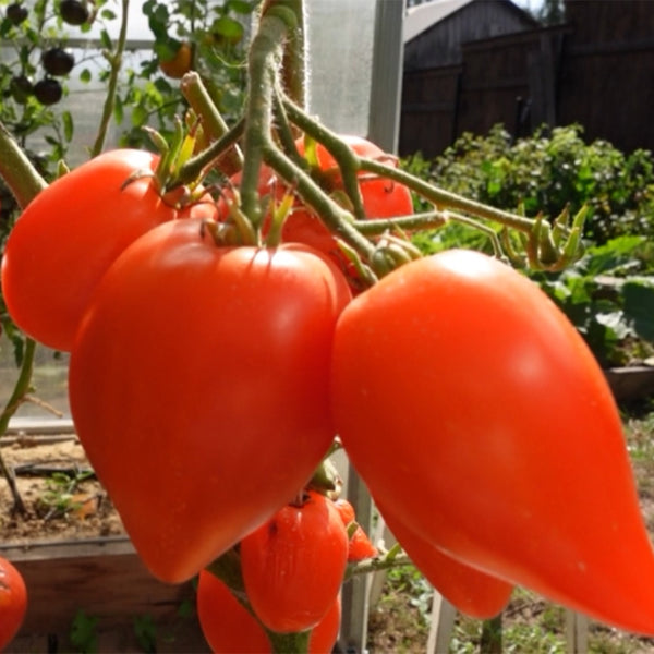 838 Trans-Ili Alatau Red Tomato, 5 Seeds