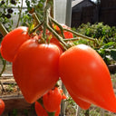 838 Trans-Ili Alatau Red Tomato, 5 Seeds