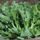 Lvyou No.12 Youcaitai Seeds, 10g