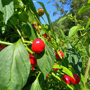 Strawberry-shaped Hot Pepper Seeds, 1g