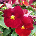 Super Bingo Series Red Pansy Seeds, 100 Seeds