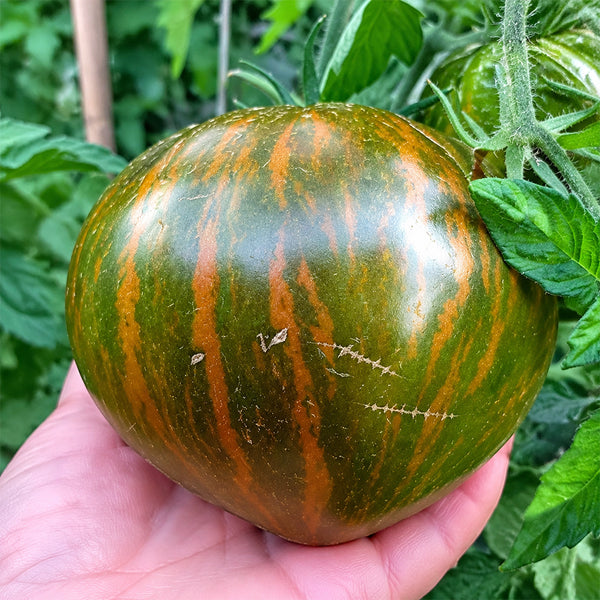 30 Marsha's Starfighter Heart Tomato, 5 Seeds